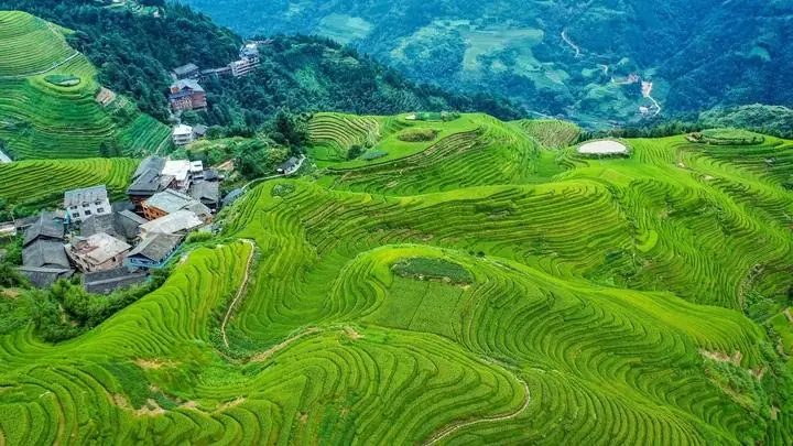 Aerial view of the green Longji rice terraces curving around a hillside village above Guilin