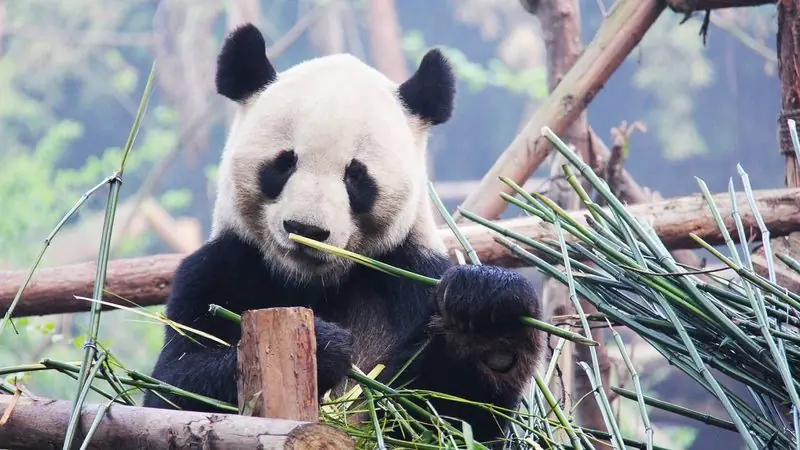 A giant panda in Chengdu — the first stop on this 10-day nature itinerary